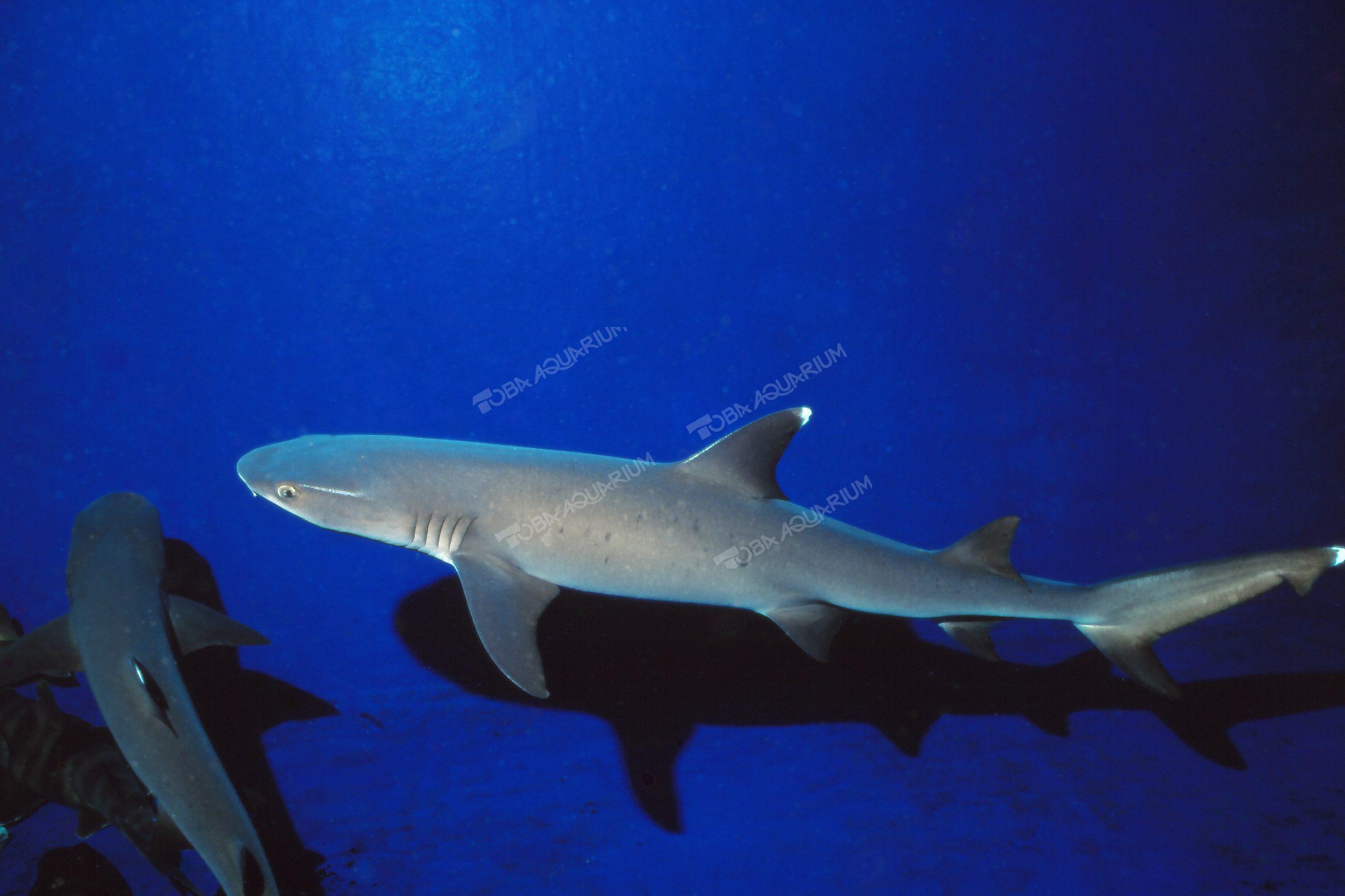 ネムリブカ - 生きもの図鑑 鳥羽水族館